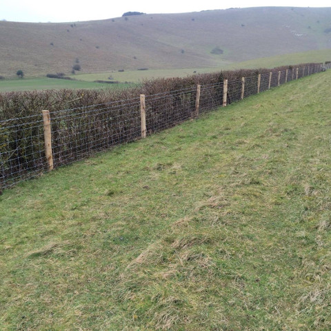 stock fence against hedge
